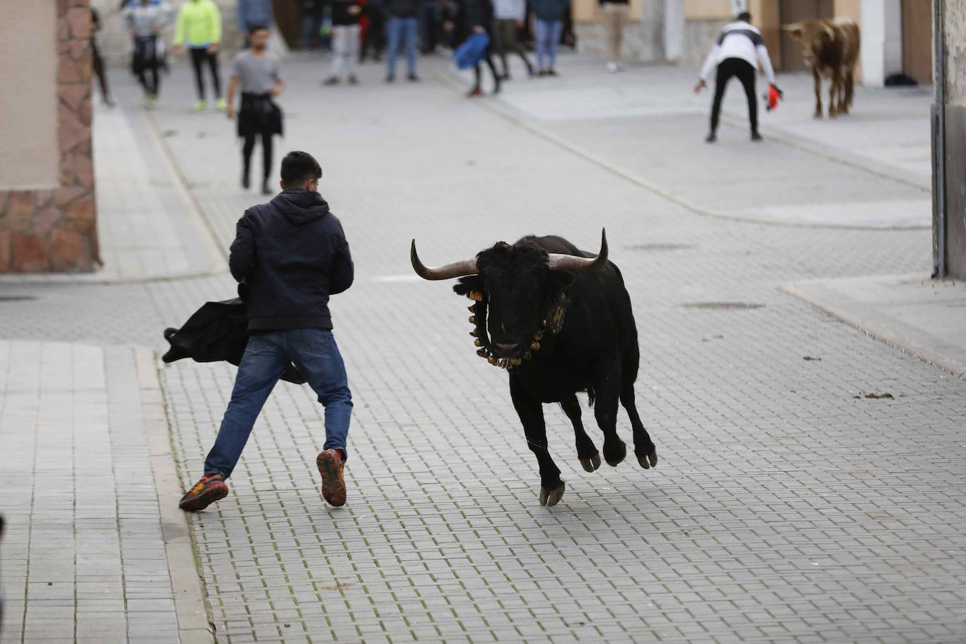 El encierro de Traspinedo, en imágenes