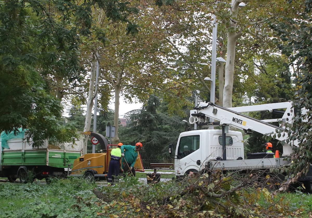 Trabajos para retirar ramas caídas en una calle de Segovia tras el temporal.