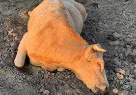 Una vaca muerta como consecuencia de la EHE.