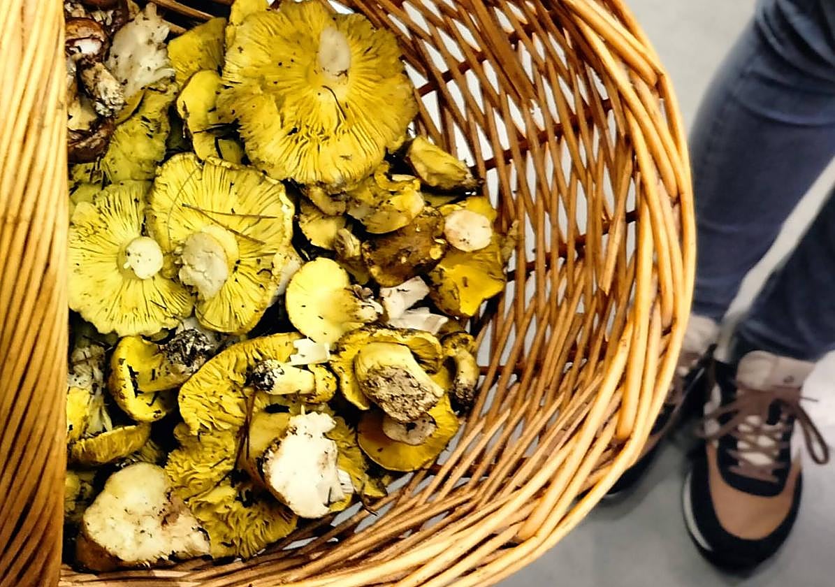 La Cátedra de Micología alerta sobre la toxicidad de la seta de los caballeros