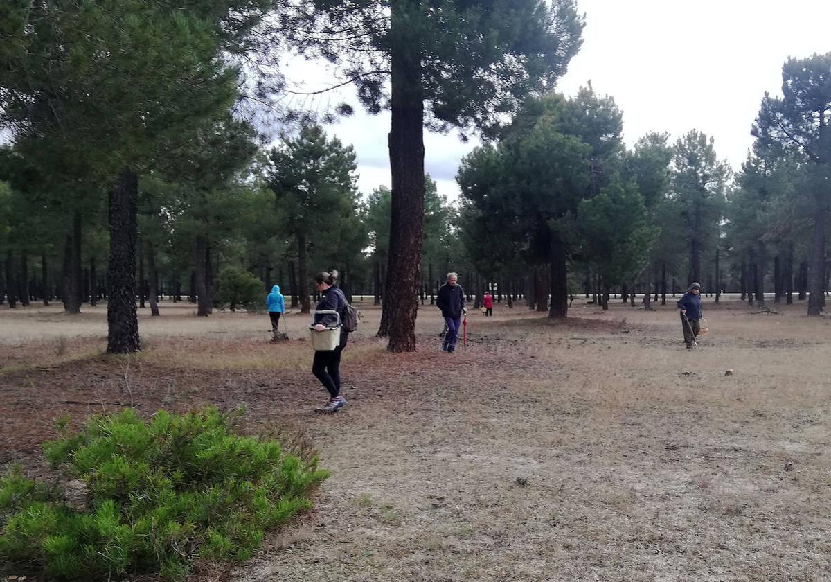 Un grupo de personas busca setas en un prado de Segovia.