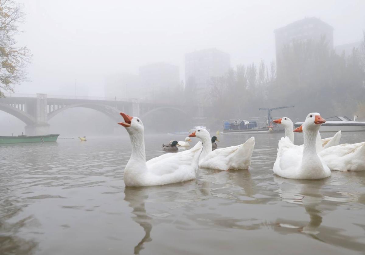 Valladolid amanece cubierta por una densa niebla que ha dejado bellas imágenes