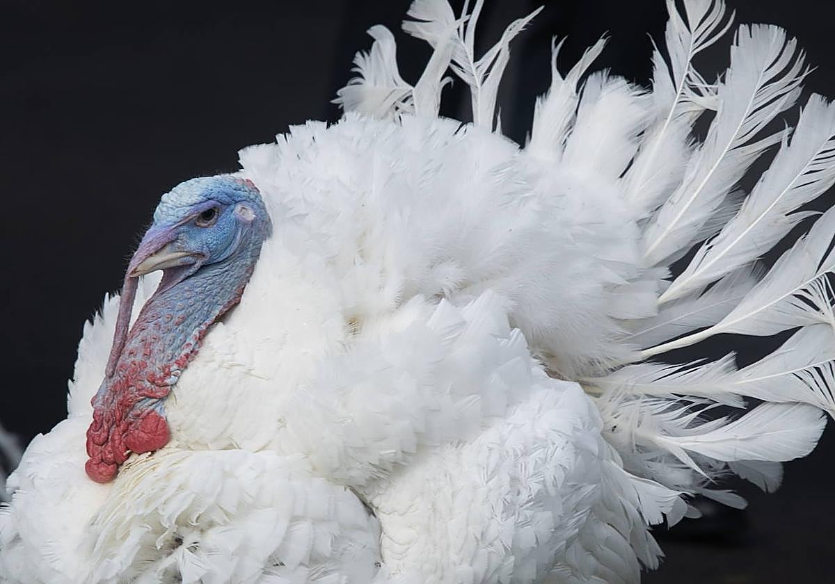 Acción de Gracias a la castellana