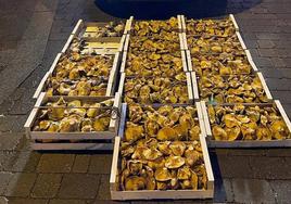 Incautacion de setas, níscalos y boletus intervenidas por la Guardia Civil la semana pasada en la provincia de Segovia.