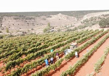 Once denominaciones se unen para defender «el vino con origen»