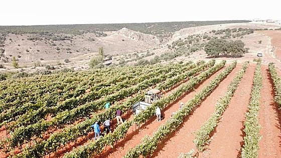 Once denominaciones se unen para defender «el vino con origen»