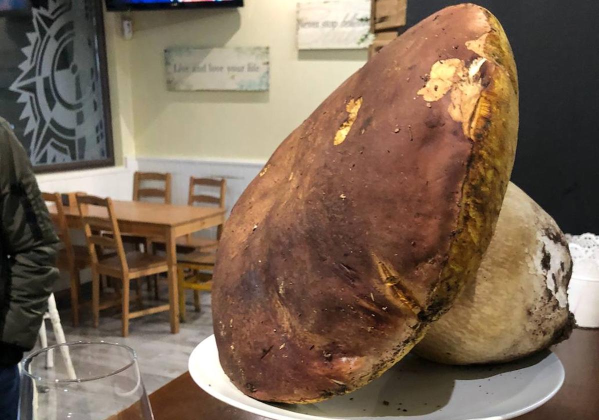 Boletus de casi tres kilos en el bar Astrolabio de Valladolid.