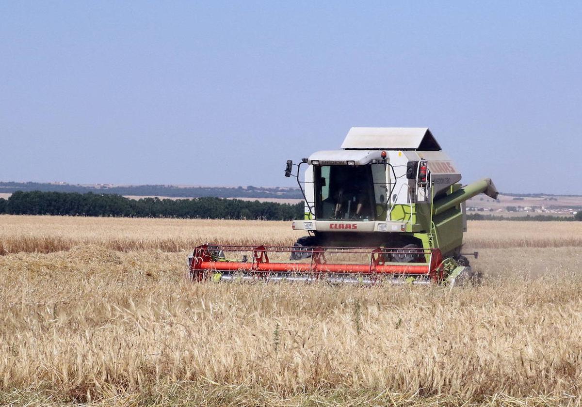 Cosecha en una tierra de cultivo de cereal en la provincia de Segovia.