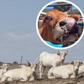La enfermedad hemorrágica epizoótica mata mil vacas en Segovia