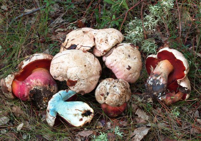 Boletus satanas (venenoso), conocido como 'mataparientes', con poros de color rojo y carne azulada al corte.