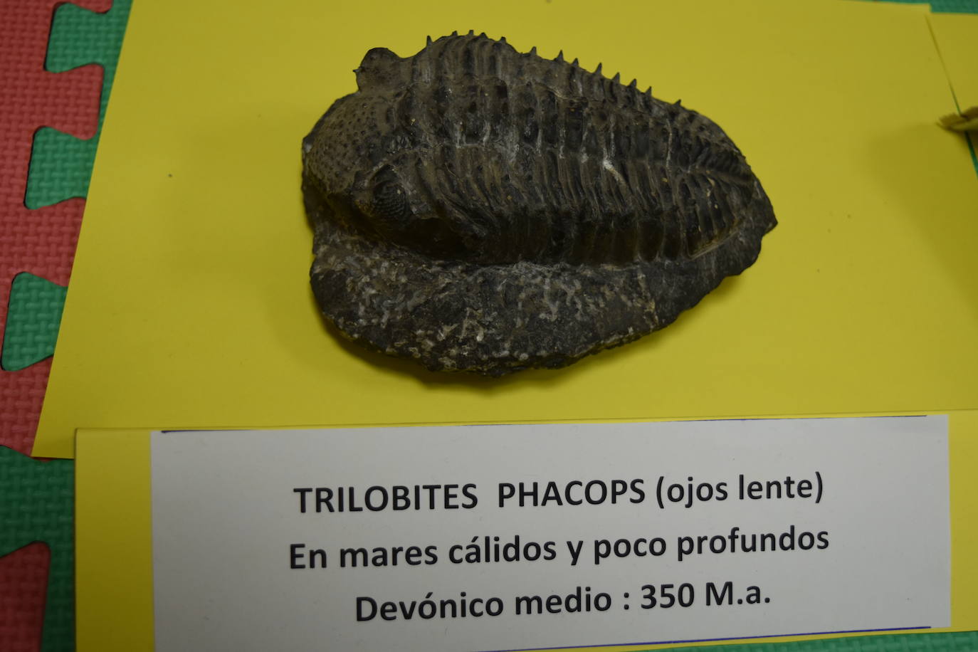 Exposición de fósiles en Aguilar de Campoo