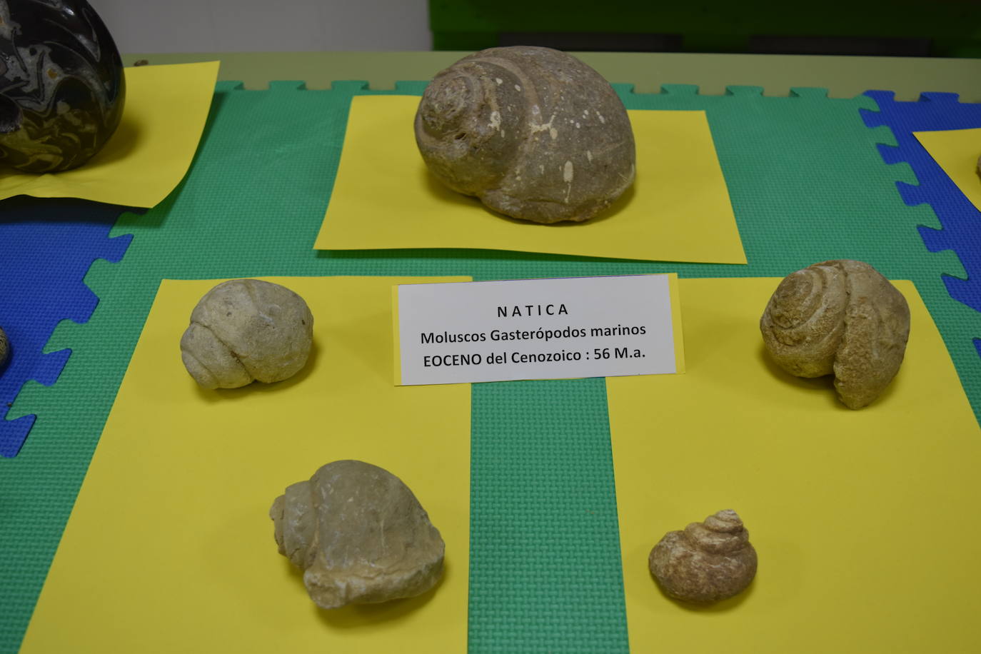 Exposición de fósiles en Aguilar de Campoo