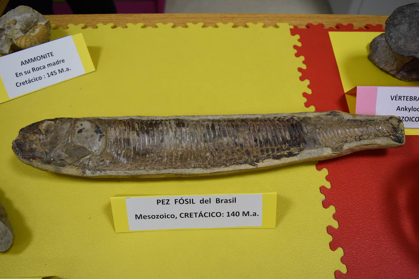 Exposición de fósiles en Aguilar de Campoo