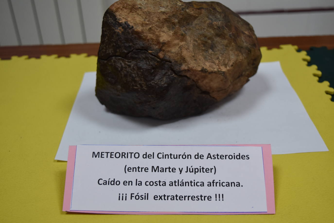 Exposición de fósiles en Aguilar de Campoo