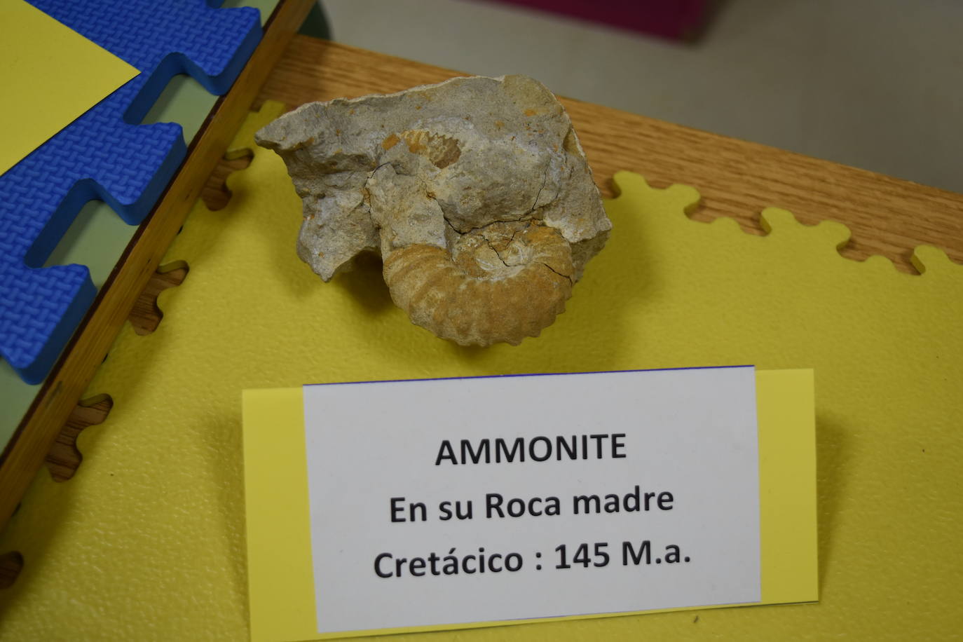 Exposición de fósiles en Aguilar de Campoo