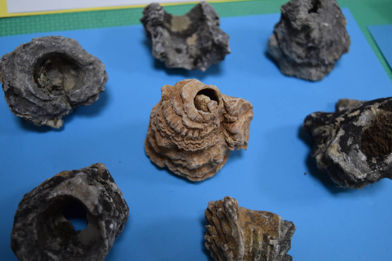 Exposición de fósiles en Aguilar de Campoo