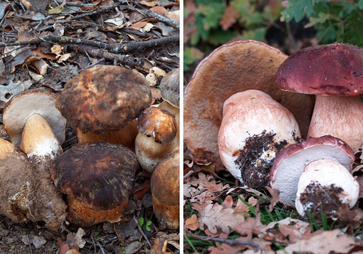 Boletus aereus y boletus pinophilus, dos de las especies más buscadas, disponibles en Castilla y León.