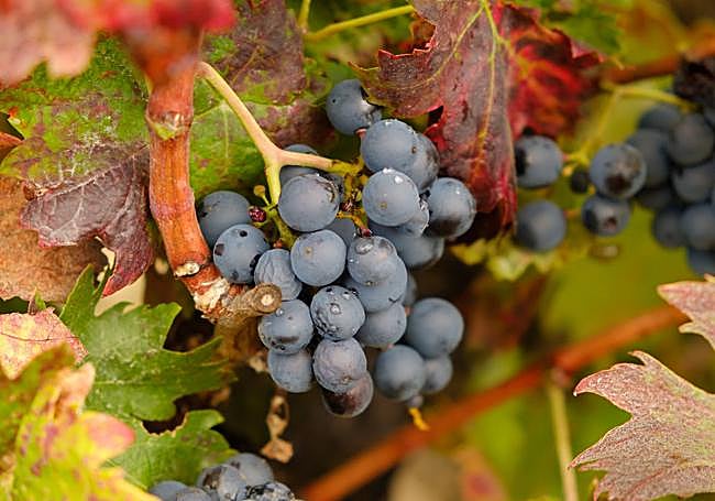 Uva tempranillo de la Ribera del Duero.