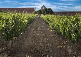 Viñedo junto a Bodegas Carramimbre.