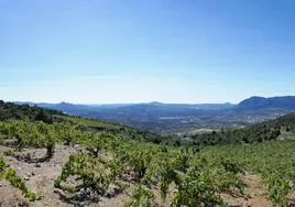 Viñedos en la Sierra de Gredos.