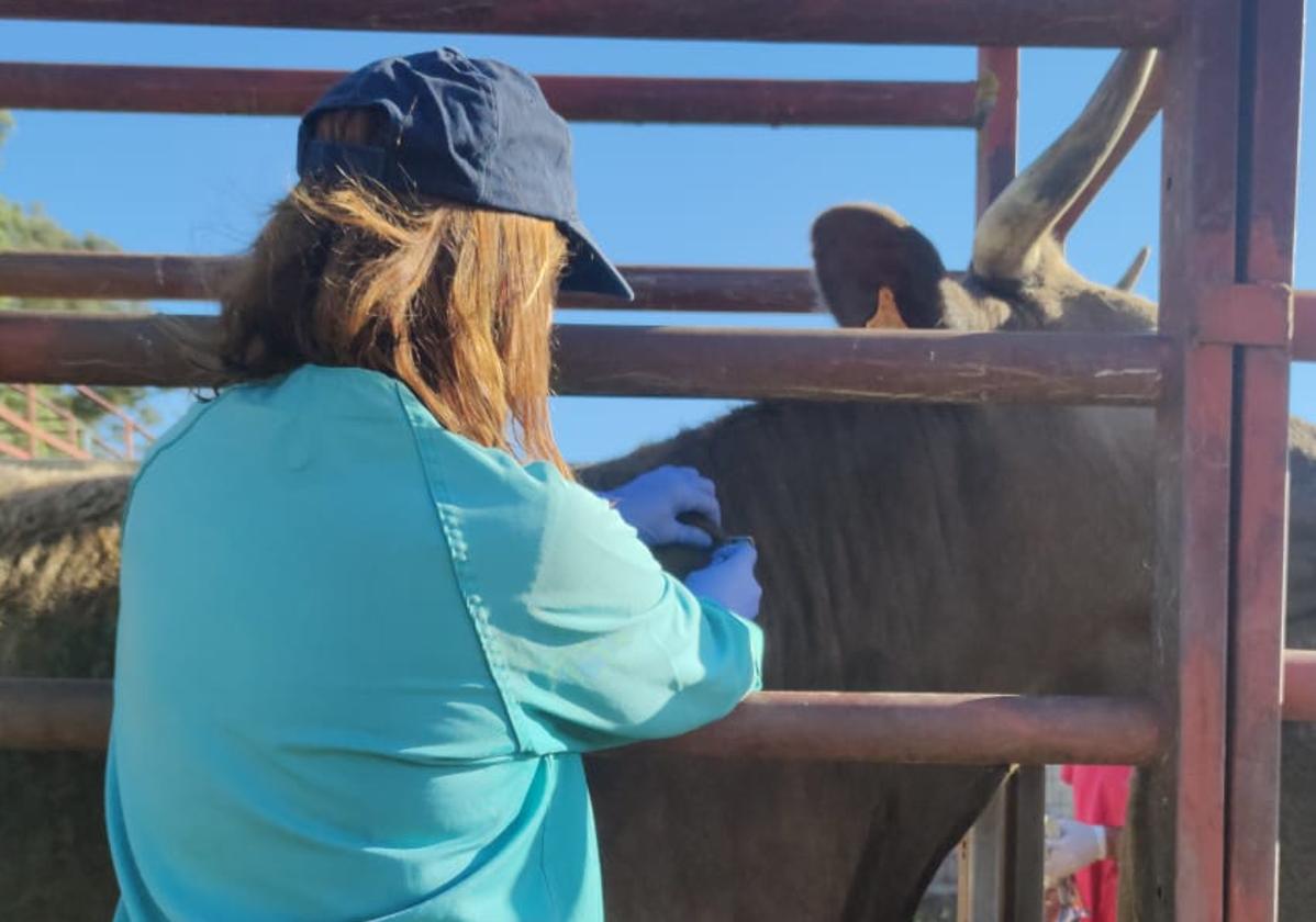 Una veterinaria realiza una prueba de saneamiento.