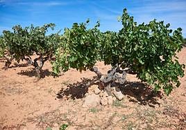 Viñas de Bodegas Zifar, en Peñafiel.