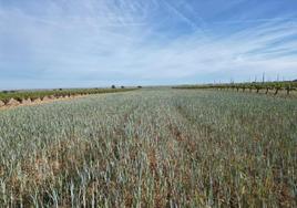 Parcela de cereal afectada por la sequía esta pasada campaña en la provincia de Burgos.