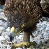 El águila imperial remonta el vuelo en Castilla y León