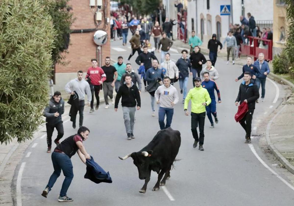 Pollos: Un herido leve en la suelta del toro de San Nicolás de Bari | El  Norte de Castilla