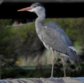 De Zamora a Palencia, el territorio de las garzas en Castilla y León