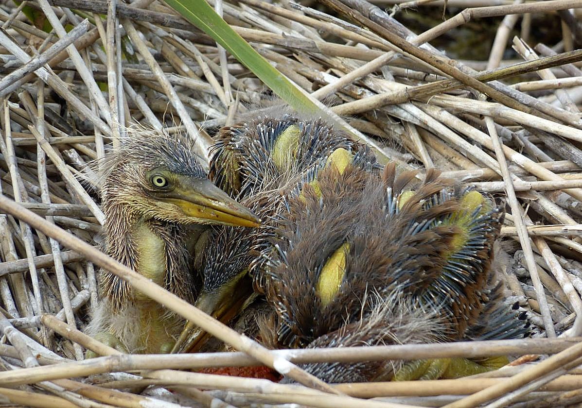 Crías de garza imperial.
