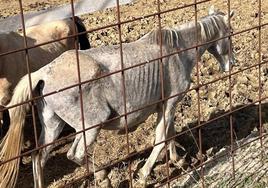 Imagen de uno de los caballos aportada por Pacma.