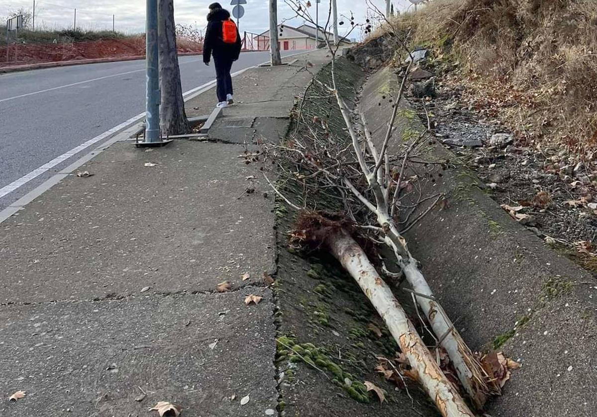 Árboles arrancados del vial que une La Lastrilla y El Sotillo.