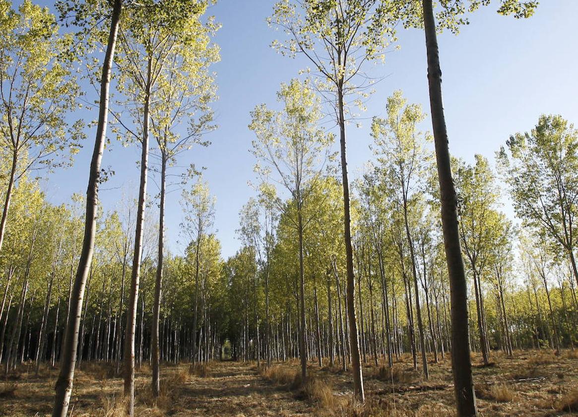 Plantación de chopos.