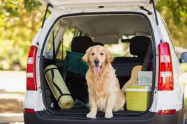 Transportar de forma correcta a las mascotas es esencial para su seguridad y la de los ocupantes del vehículo.