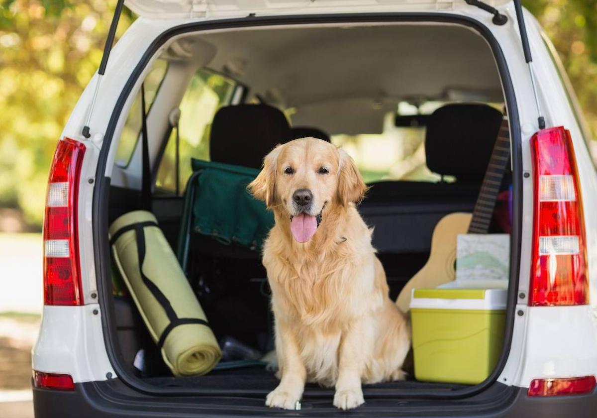 Transportar de forma correcta a las mascotas es esencial para su seguridad y la de los ocupantes del vehículo.