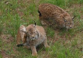 Dos linces en cautividad.