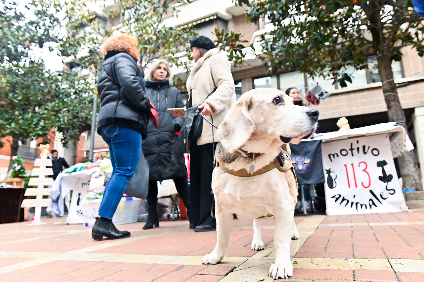 El mercadillo navideño Animalid, en imágenes