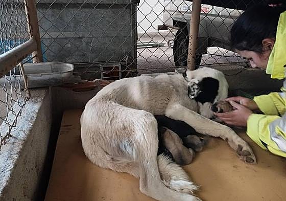 La perra Luna, junto a sus cachorros, en la nave municipal donde se ha recogido a los animales.