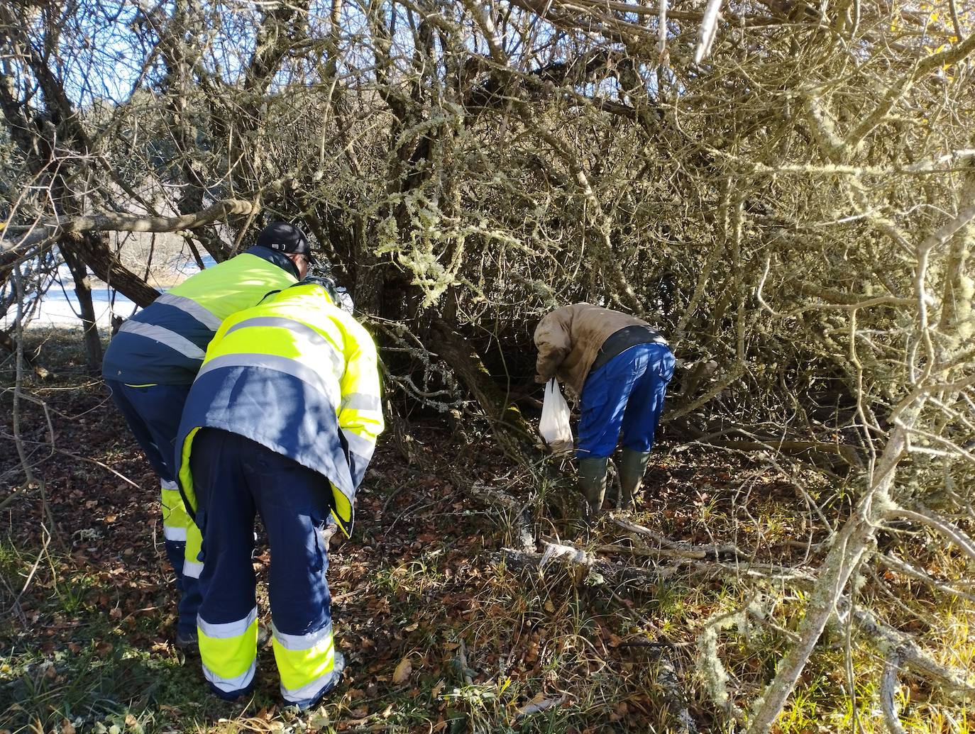 La mastina y sus ocho cachorros de Aguilar de Campoo
