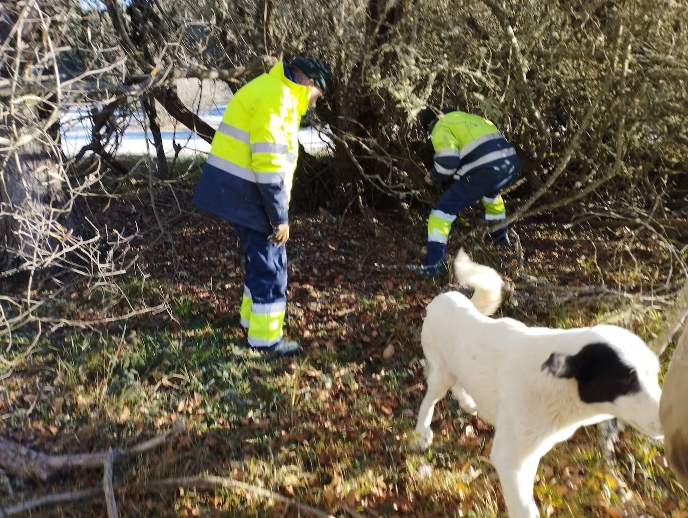 La mastina y sus ocho cachorros de Aguilar de Campoo