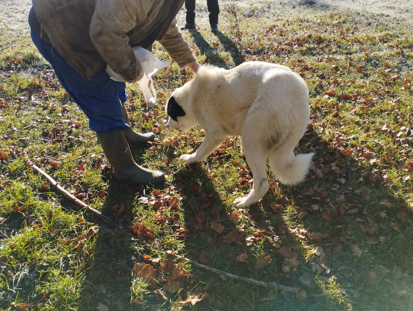 La mastina y sus ocho cachorros de Aguilar de Campoo