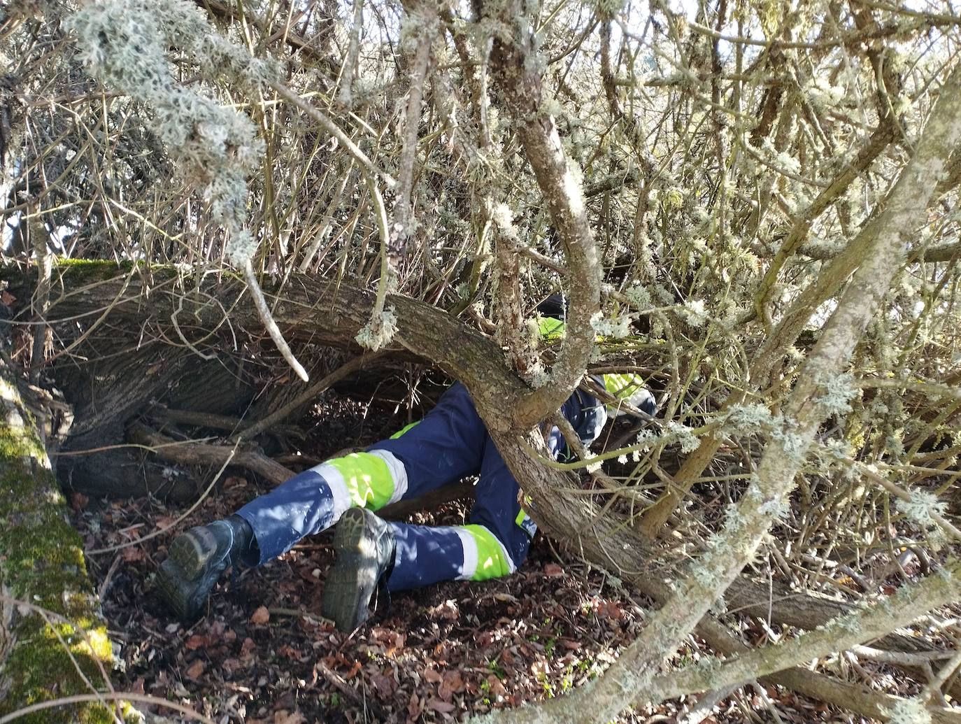 La mastina y sus ocho cachorros de Aguilar de Campoo