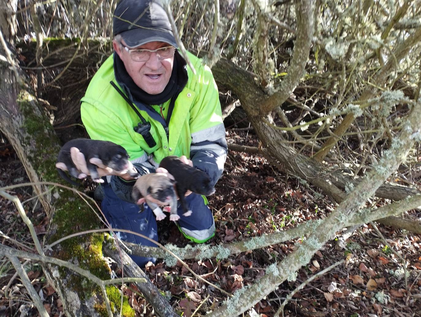 La mastina y sus ocho cachorros de Aguilar de Campoo