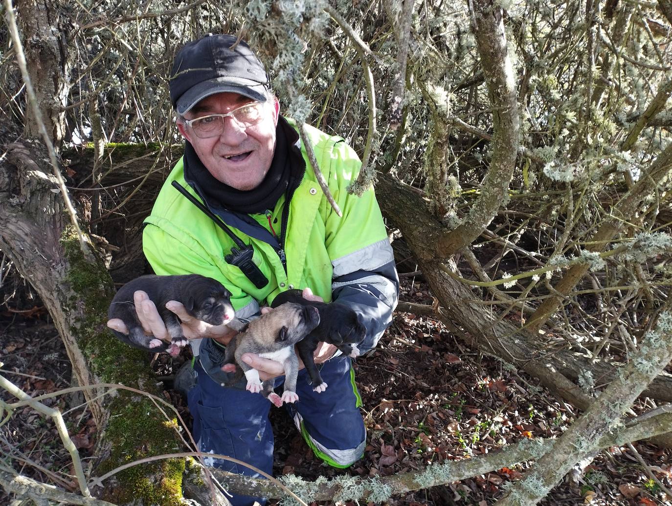 La mastina y sus ocho cachorros de Aguilar de Campoo