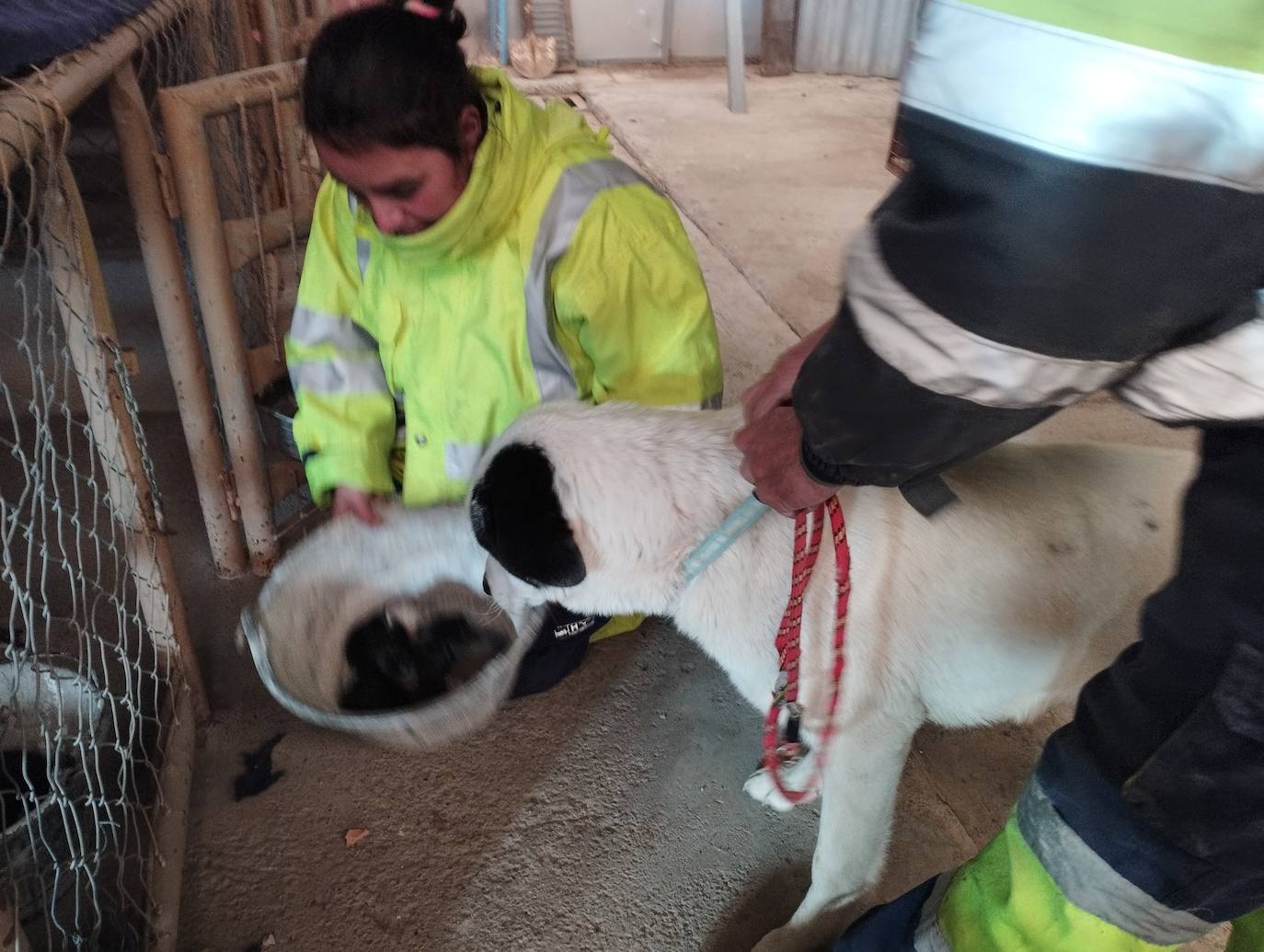 La mastina y sus ocho cachorros de Aguilar de Campoo