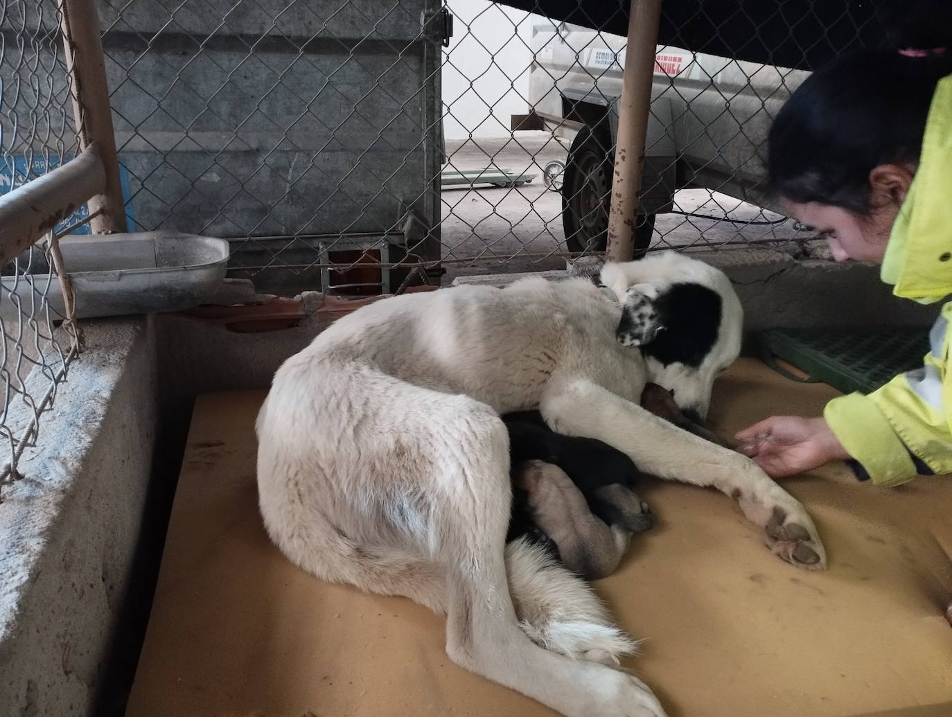 La mastina y sus ocho cachorros de Aguilar de Campoo