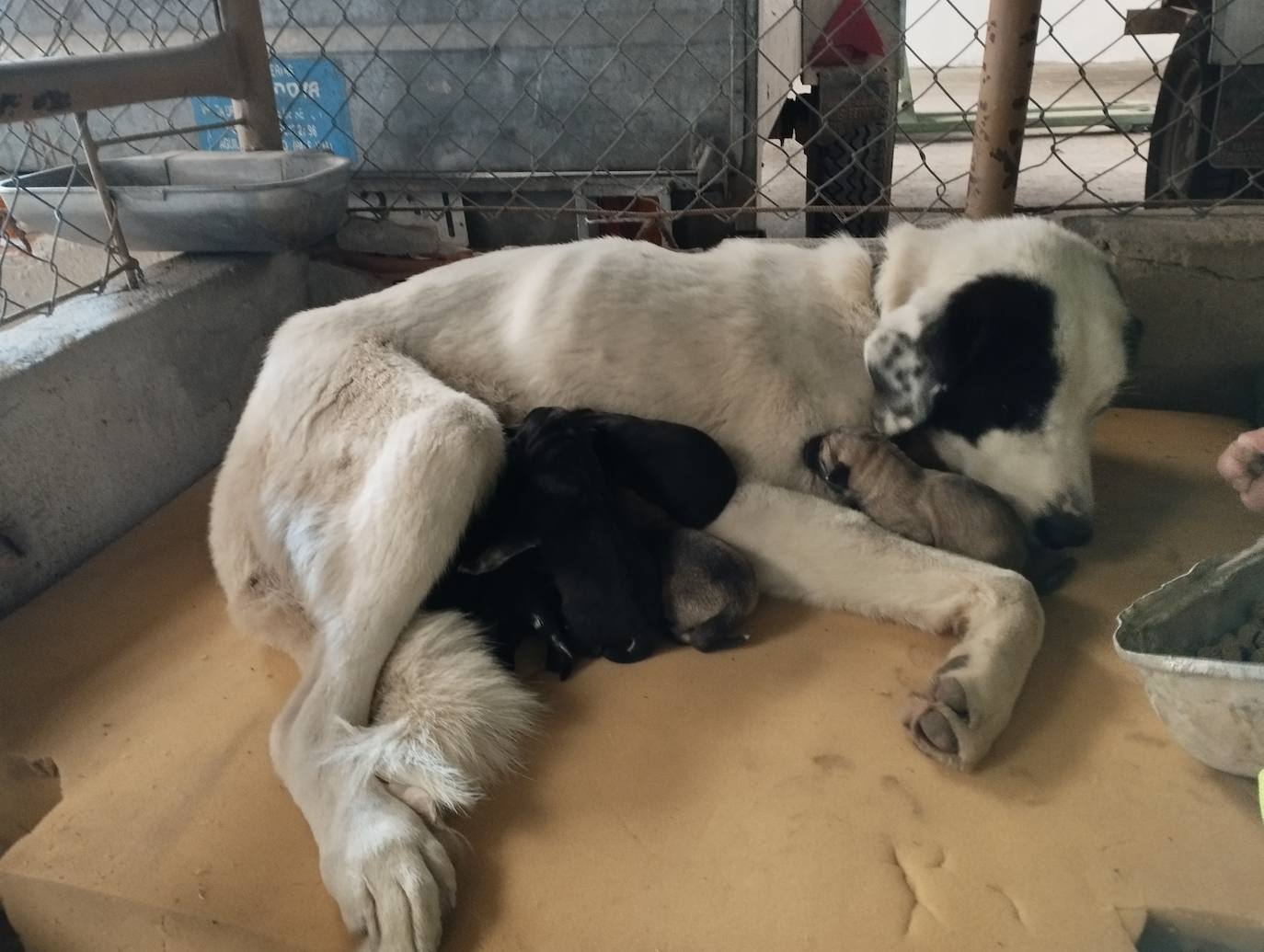 La mastina y sus ocho cachorros de Aguilar de Campoo