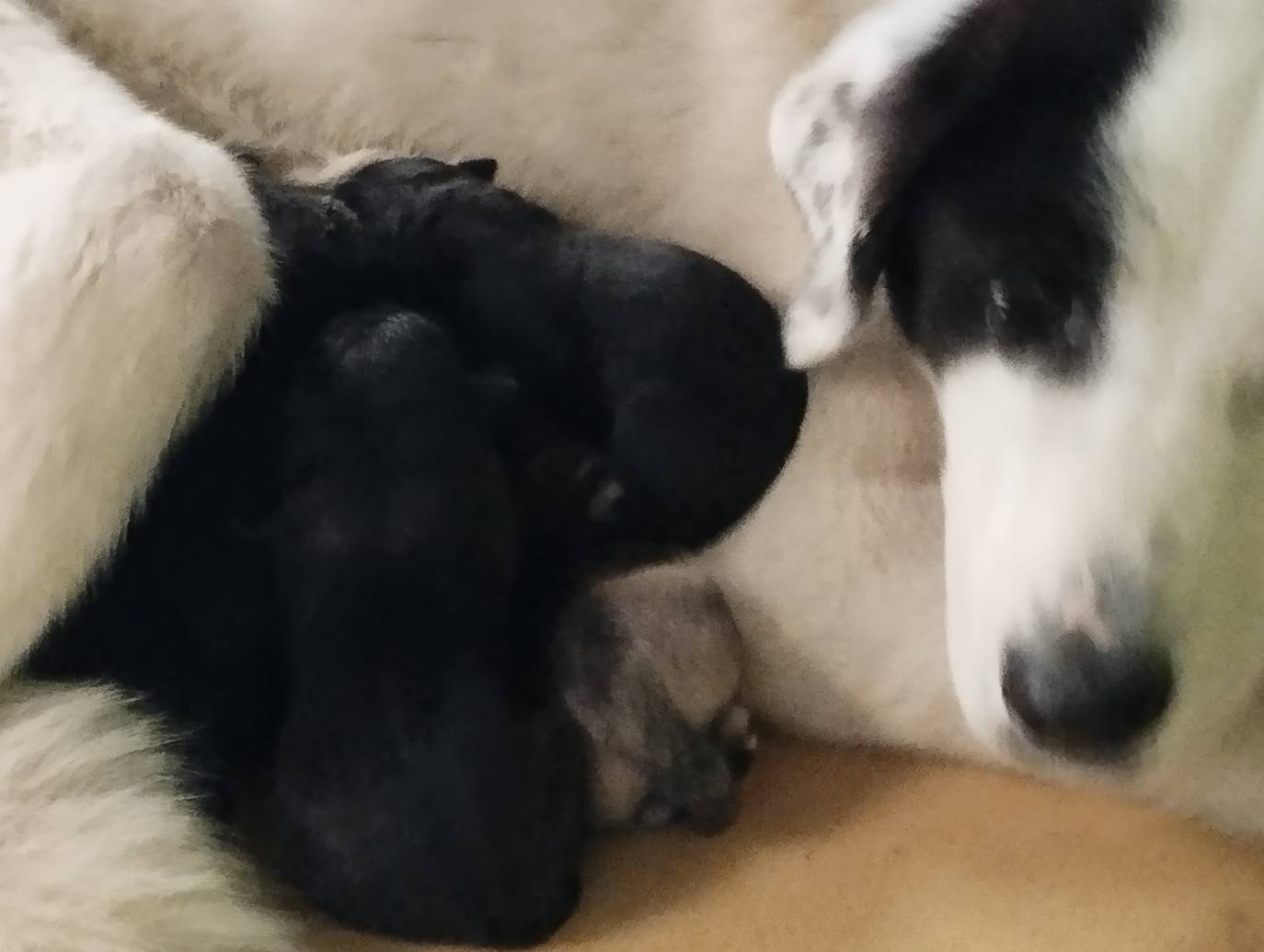 La mastina y sus ocho cachorros de Aguilar de Campoo