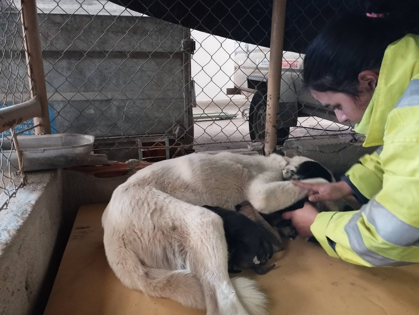 La mastina y sus ocho cachorros de Aguilar de Campoo